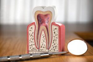 Cutaway of model tooth showing pulp on a table next to dental mirror