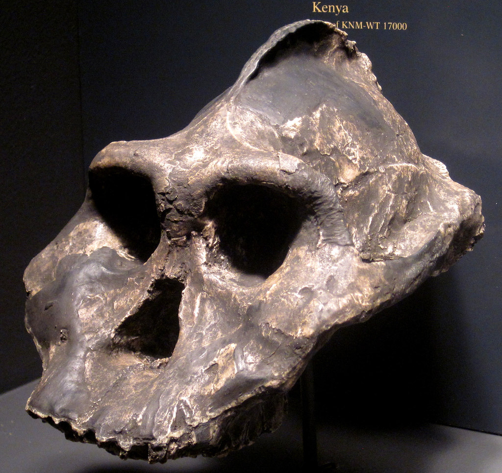 closeup of ancient human ancestor skull